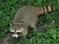 Guy Fanguy - Artist - Animals - Louisiana - Native Animals (23).jpg Size: 59235 - 8